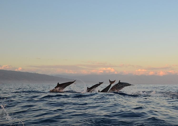 Sortie en bateau à la recherche des dauphins au large d'Alcúdia
