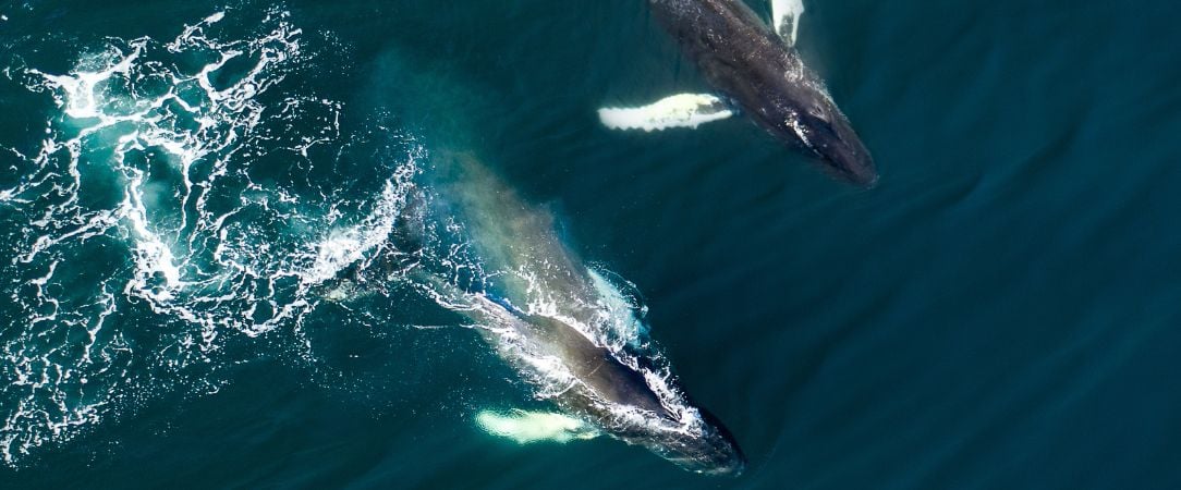 Safari baleines Husavik, Islande