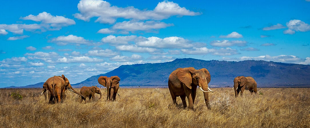 Safari Kenya Tsavo et Watamu