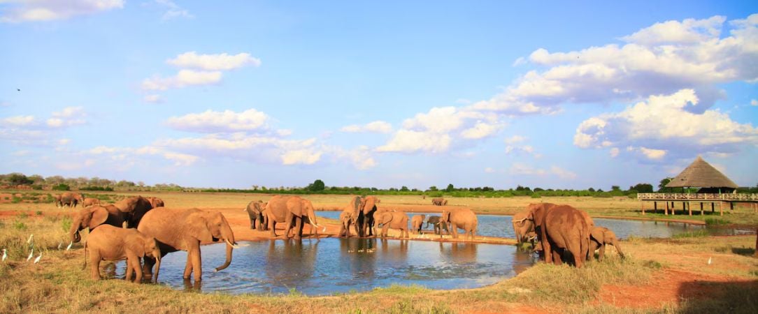 Safari Tsavo Est