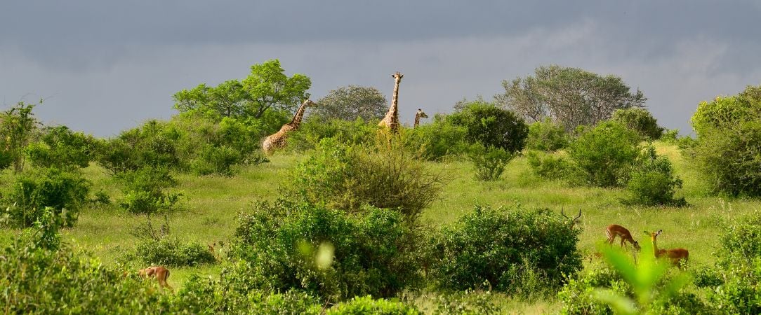 Tsavo West