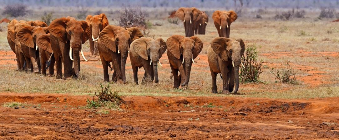 Tsavo East