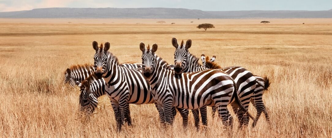 Kenya : Évasion sauvage & Farniente