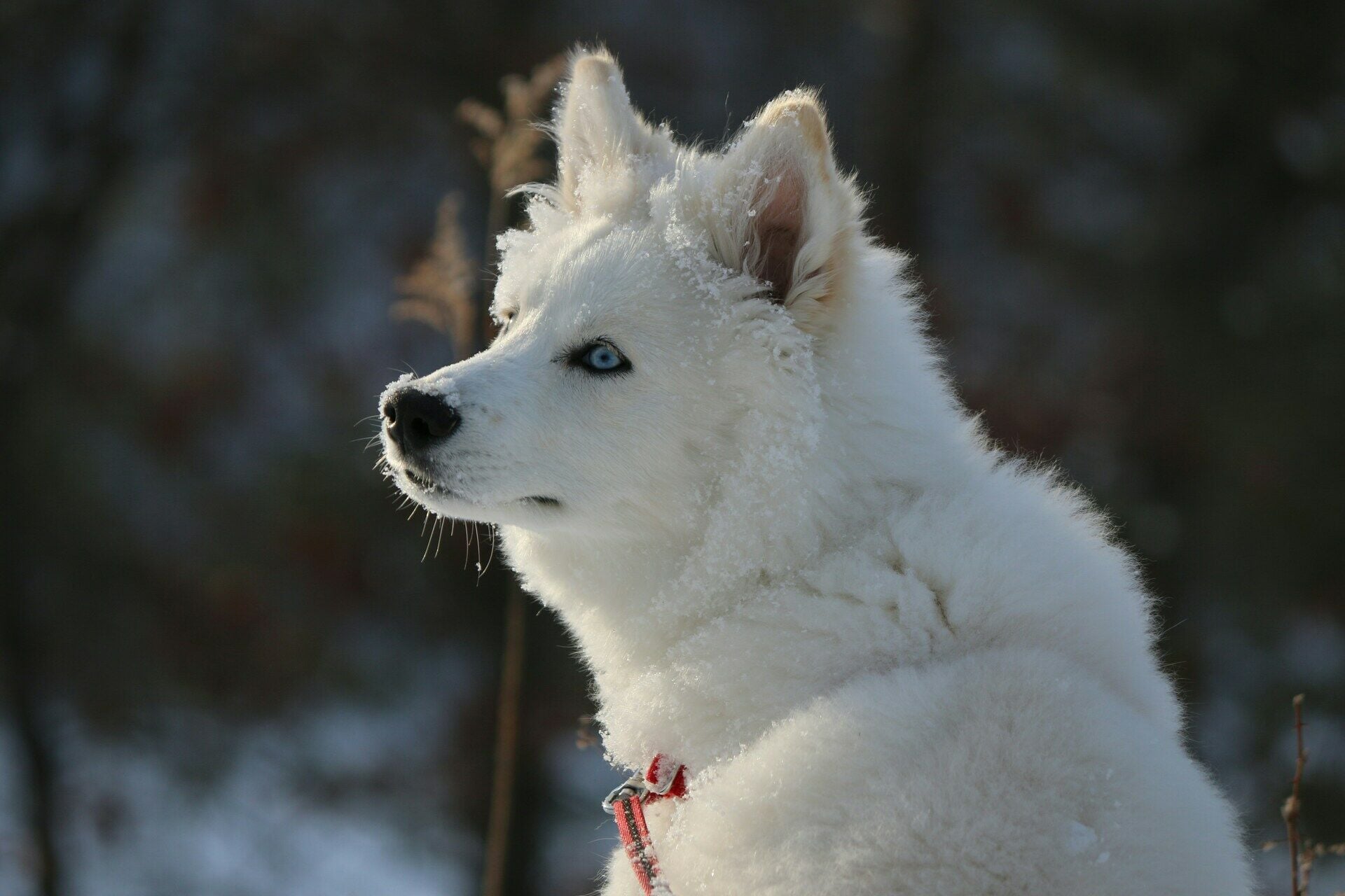Promenade de huskies