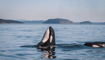 Observation des baleines